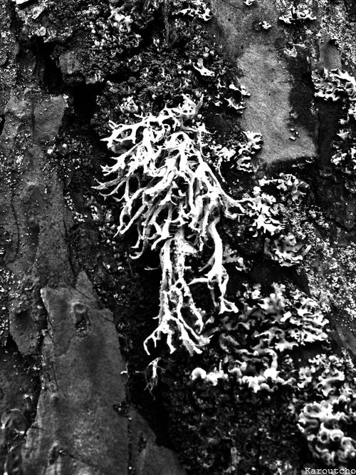 Lichen